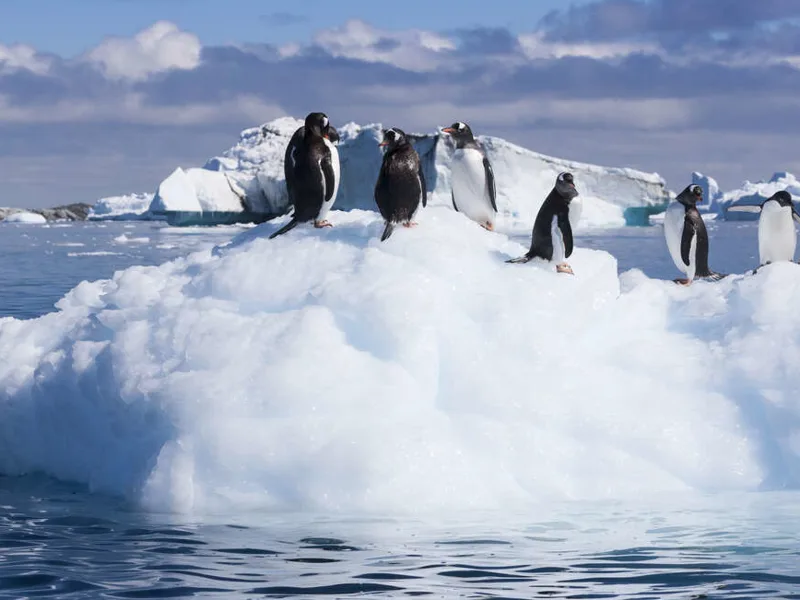 Gentoo penguins on an ice floe