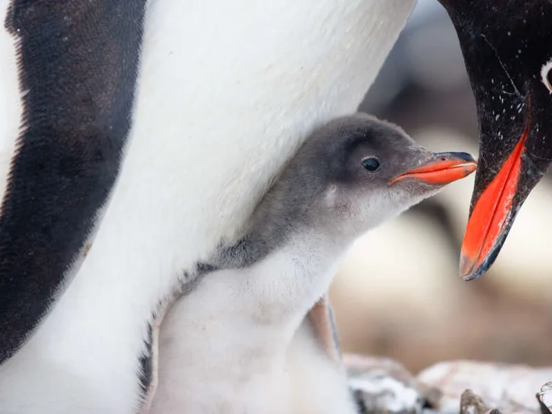 Gentoo penguin and chick