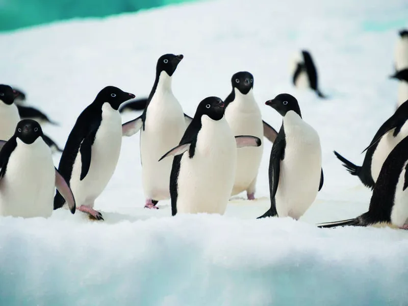 Adelie penguins