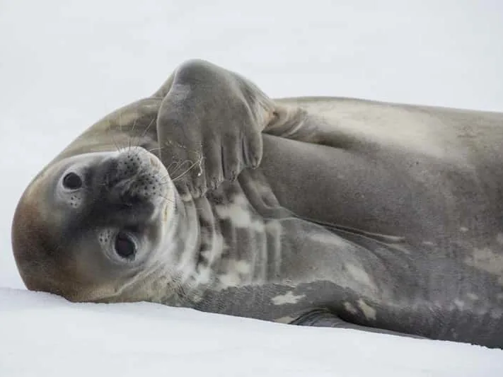 Weddell Seal