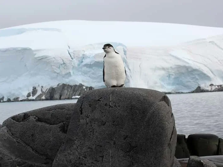 Chinstrap penguin