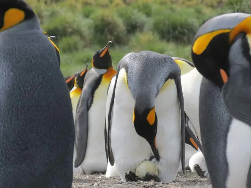 King penguins