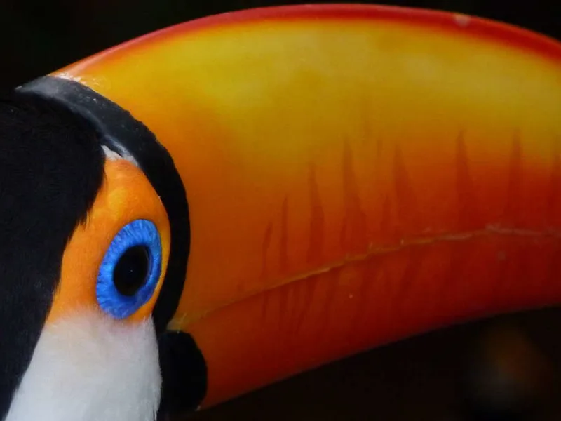 Toucan at Iguazu