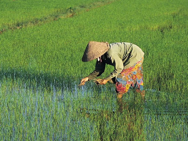 Paddy fields