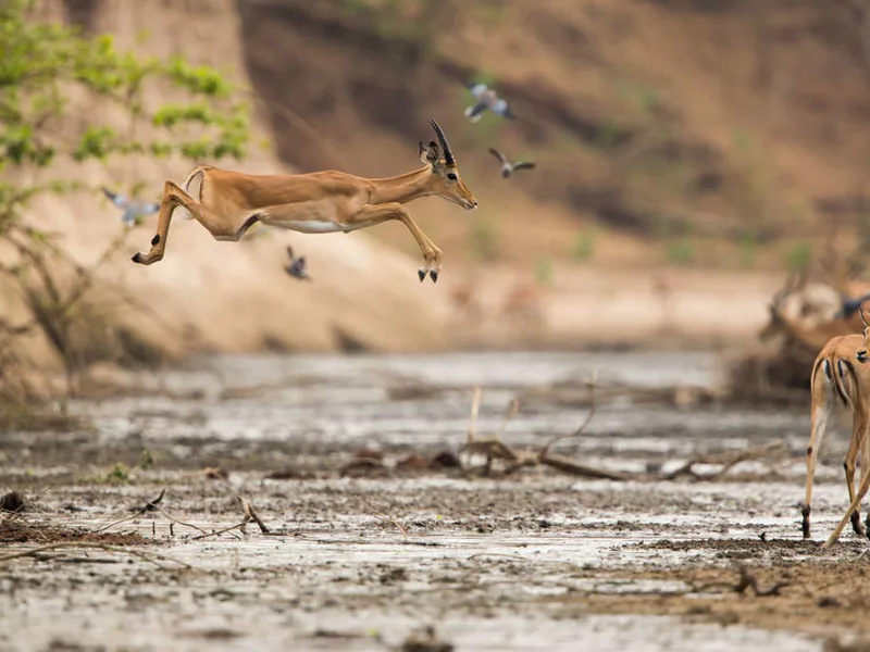 Antelope crossing (safari optional)
