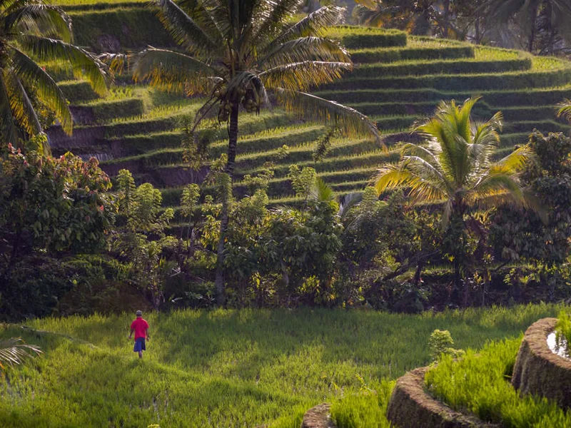 Belimbing rice terraces