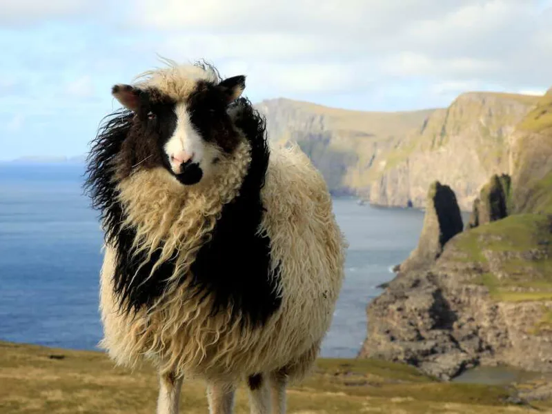 Faroese sheep