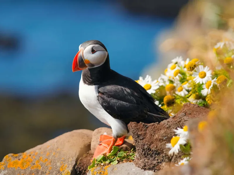Puffin