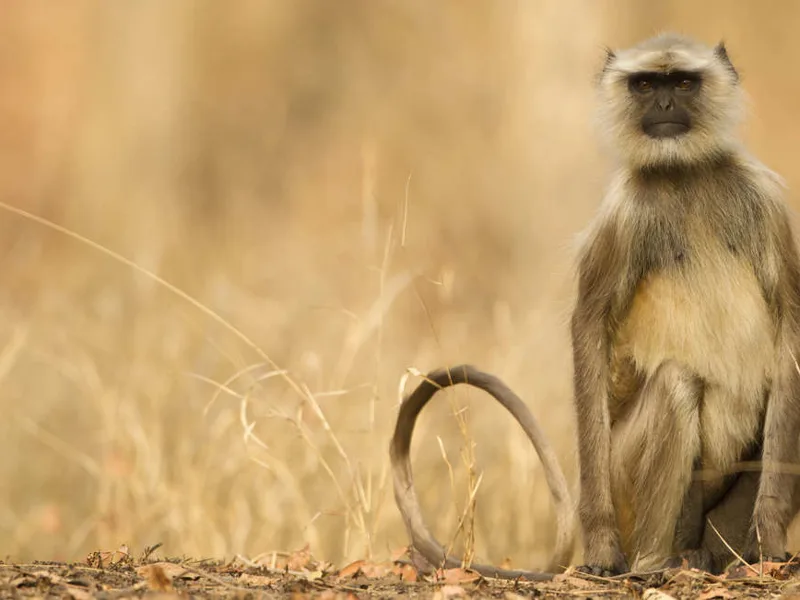 Hanuman Langur