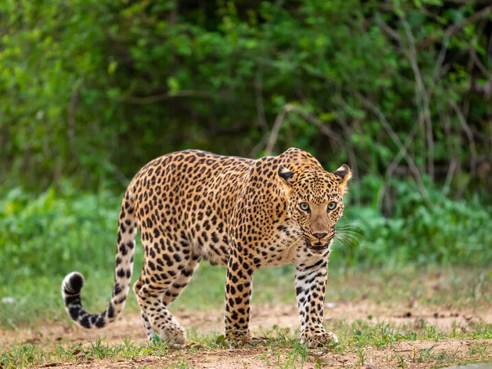 Leopard in Kanha National Park