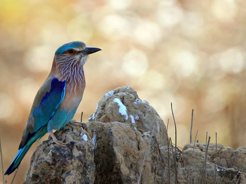 Indian roller