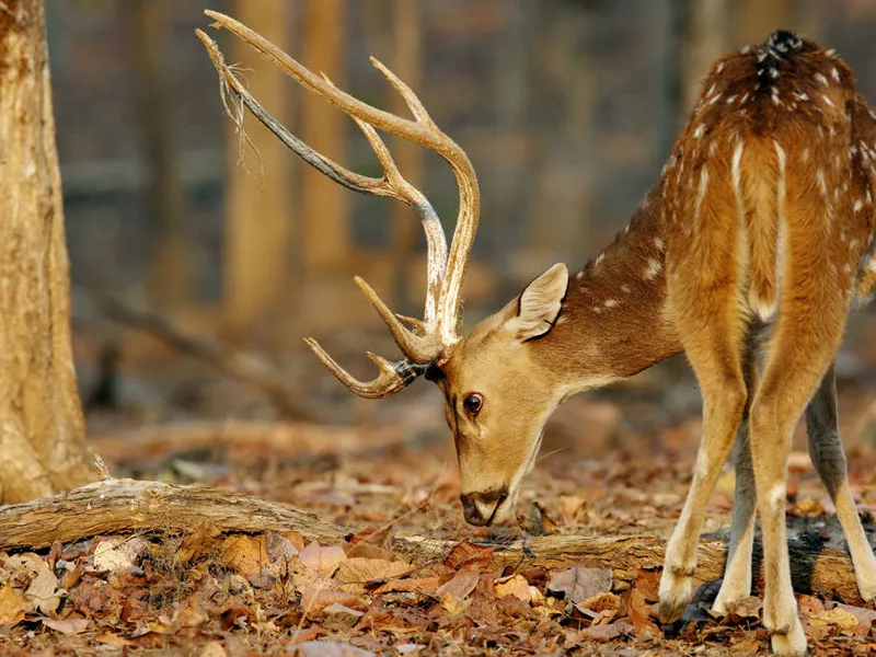 Chital Deer