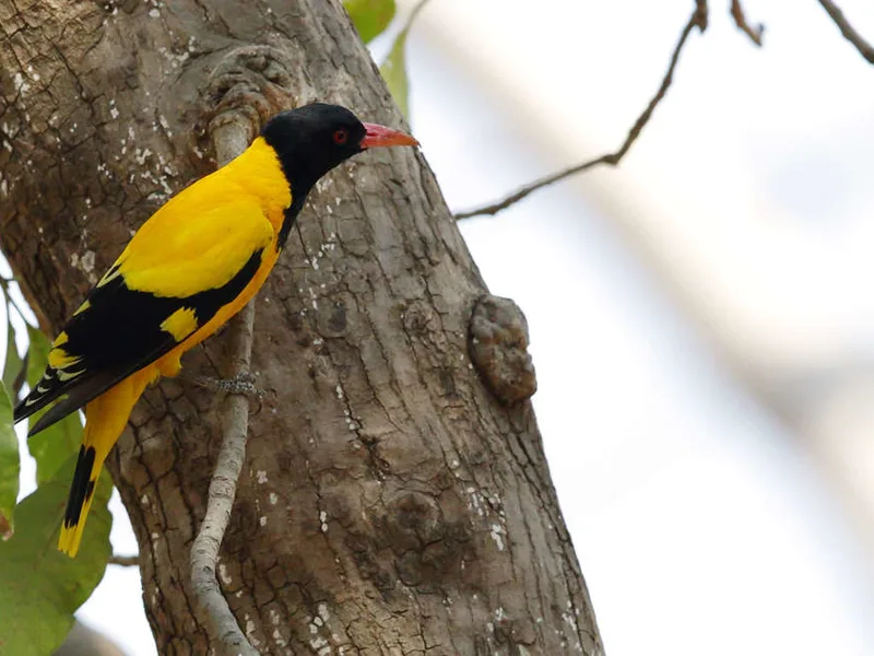 Golden Oriole
