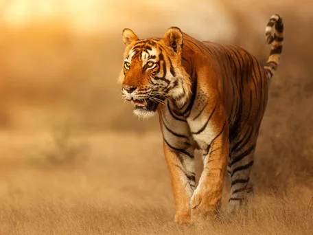 Royal Bengal Tiger in the grasslands of Bandhavgarh