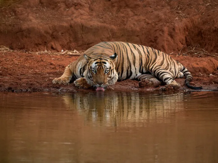 Tiger drinking from a watering hole