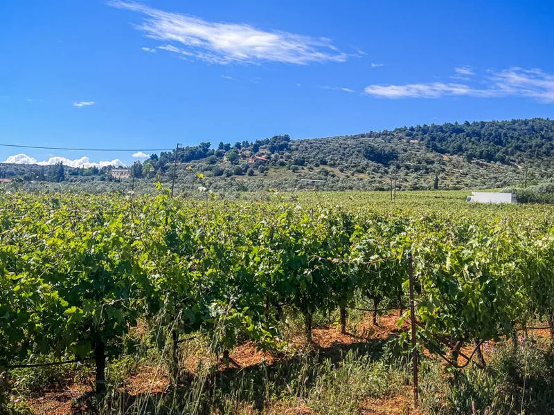 Vineyards