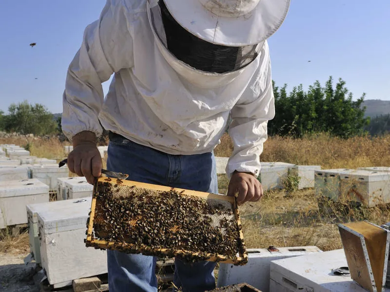 Bee keepers in Crete