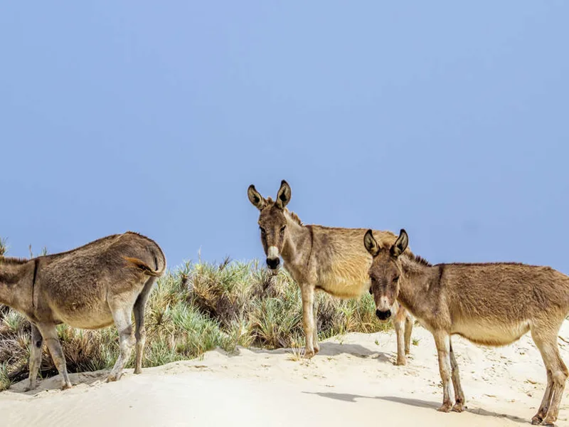 Delft donkeys
