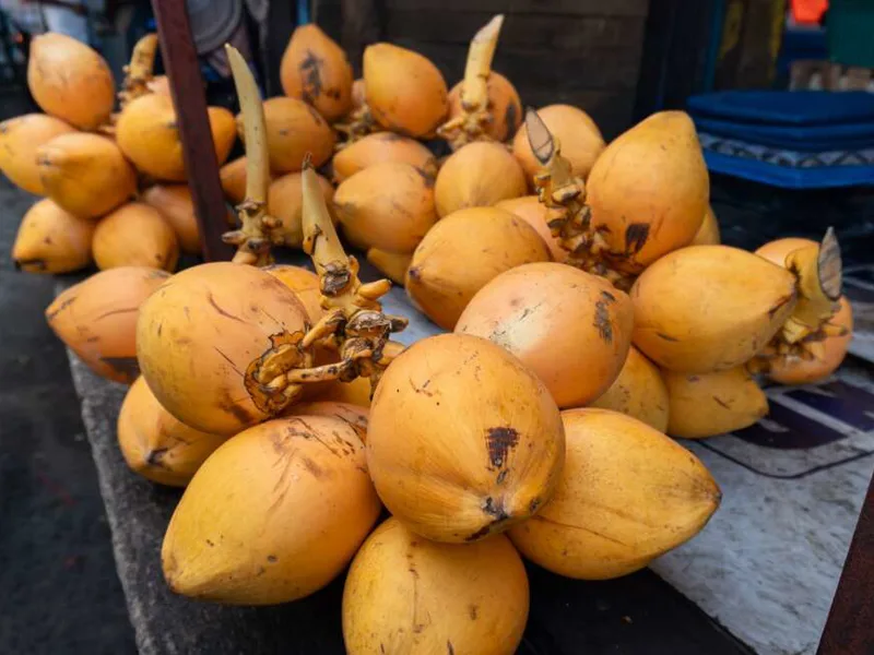 King coconut