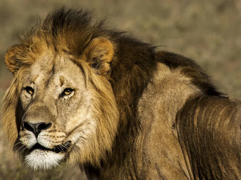 Proud lion