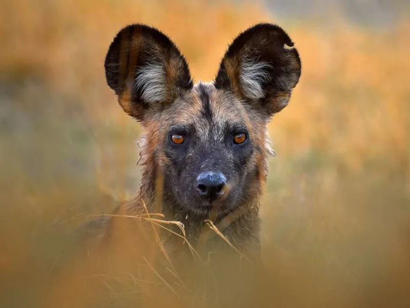 African wild dog, Hwange National Park