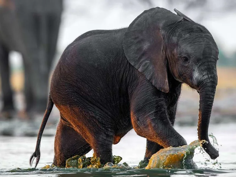 Baby Elephant, Hwange National Park