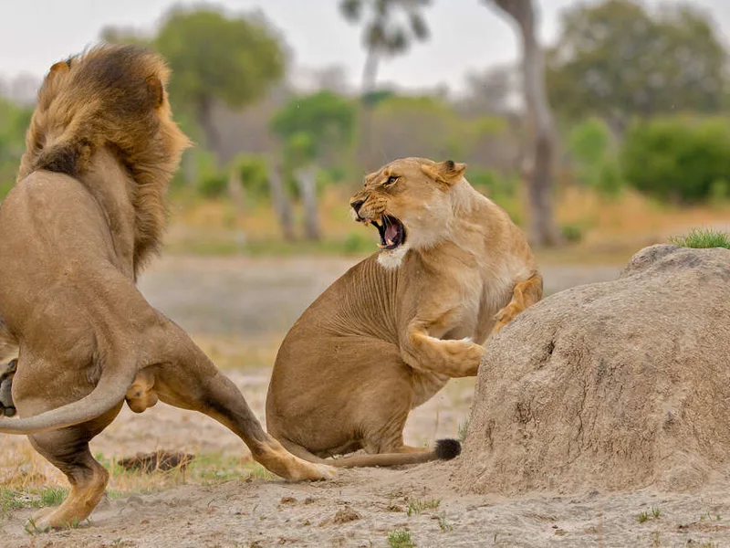 Lions fighting
