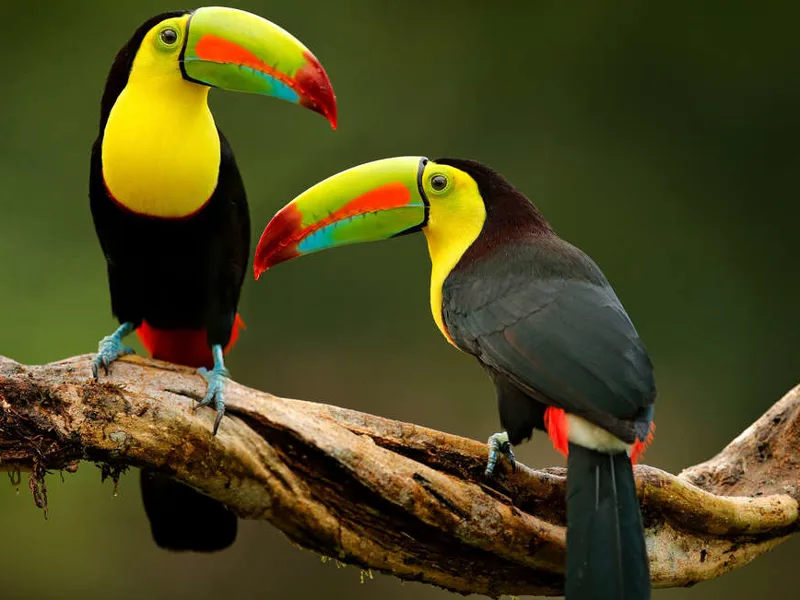 Toucans, Costa Rica