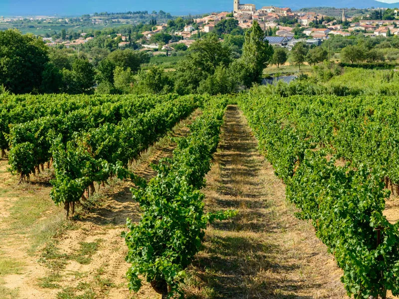 Vineyards