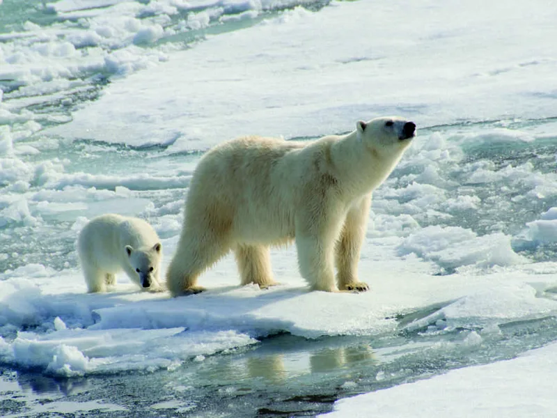 Polar Bear and cub