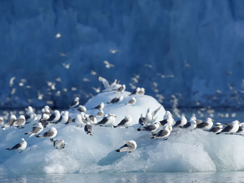 Arctic birdlife