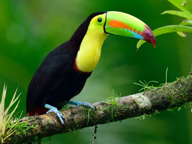 Toucan