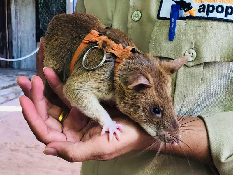 Hero Rats Project