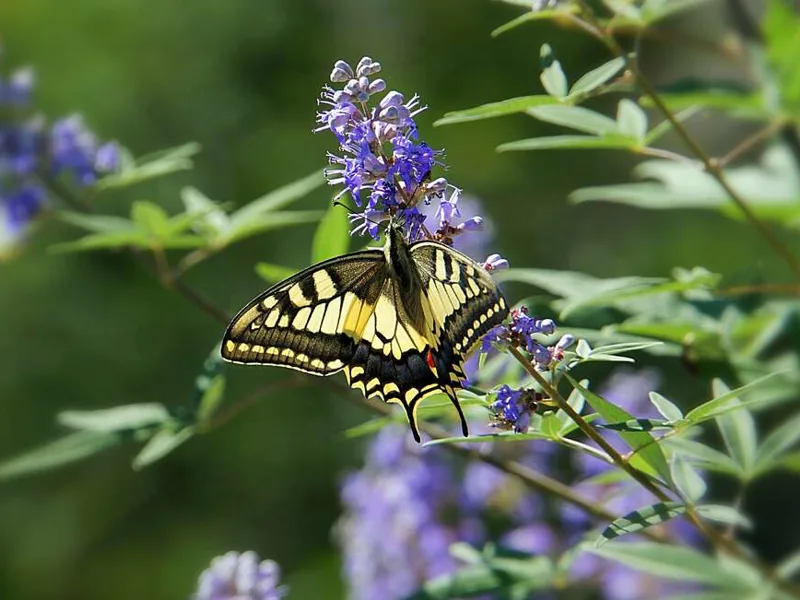 Swallowtail Butterfly on Corfu