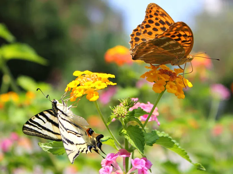 Butterflies on Corfu
