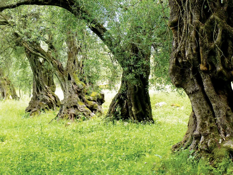 Olive Trees