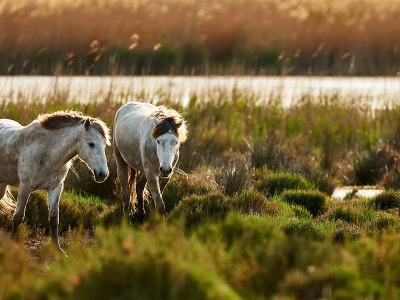 Two young white Camargue horses