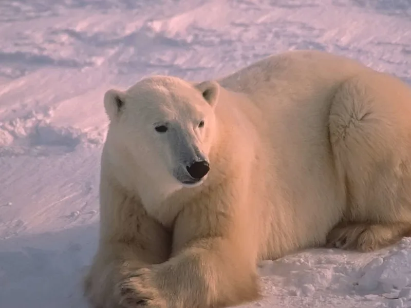 Polar Bear