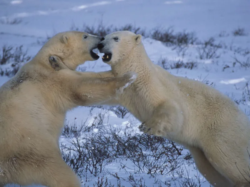 Richard Field / Bears Sparring