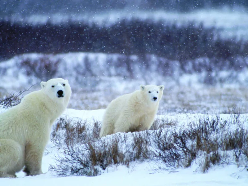 Churchill polar bears