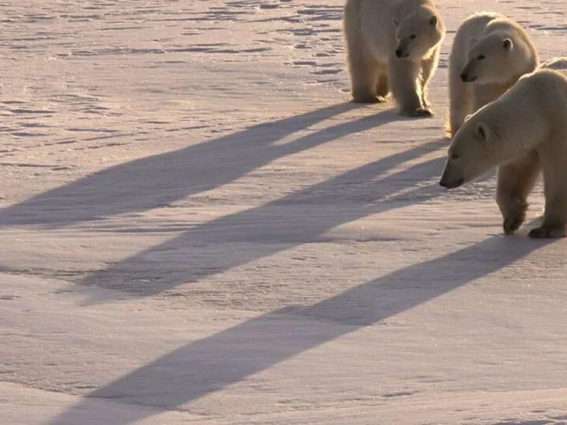 Polar bears in the sunlight
