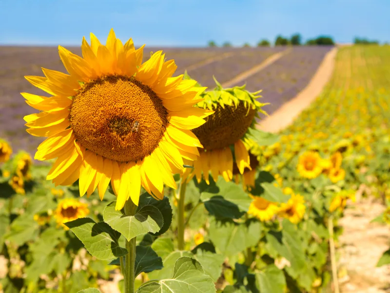Sunflowers in bloom