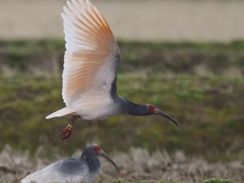 Crested Ibis Toki, Sado Island