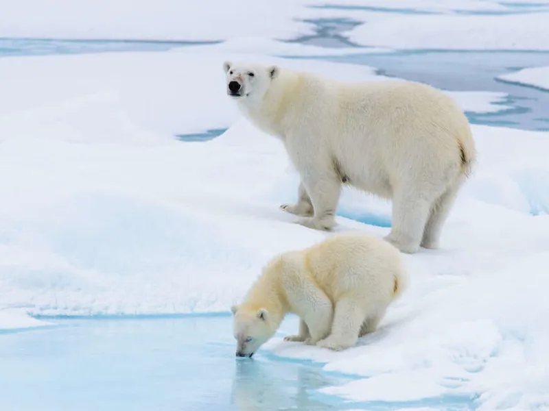 Polar Bear Mum and Cub