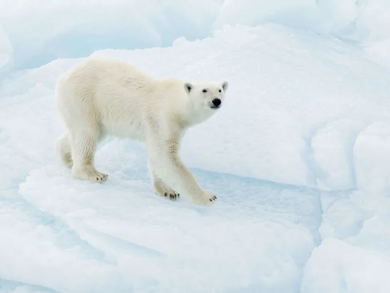 Polar Bear