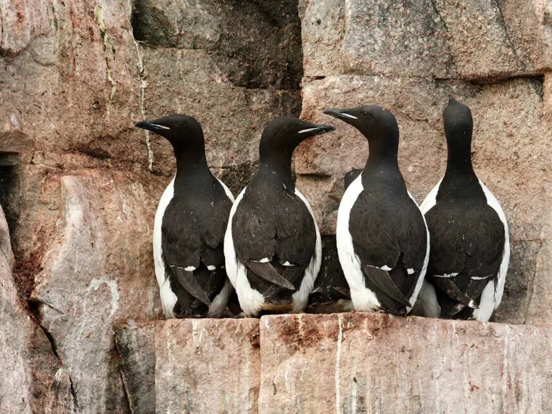 Arctic Birdlife