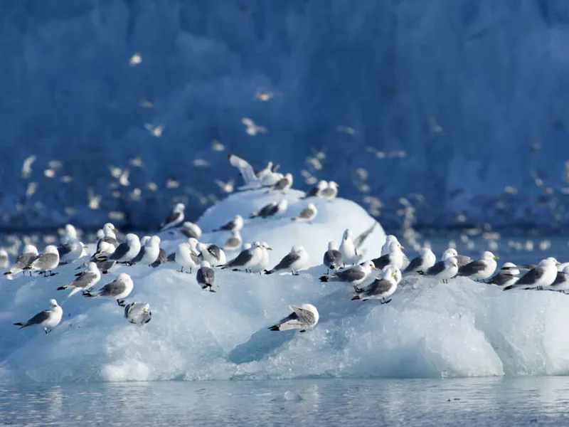 Arctic birdlife