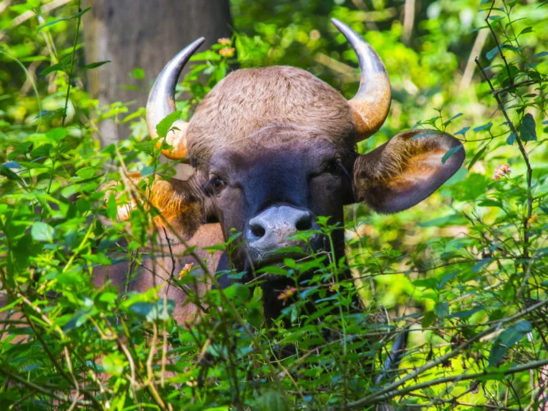 Buffalo