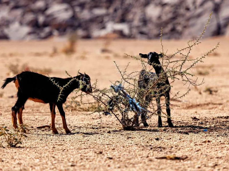 Goats in the desert