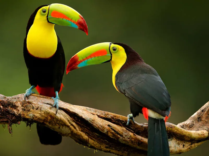 Toucan